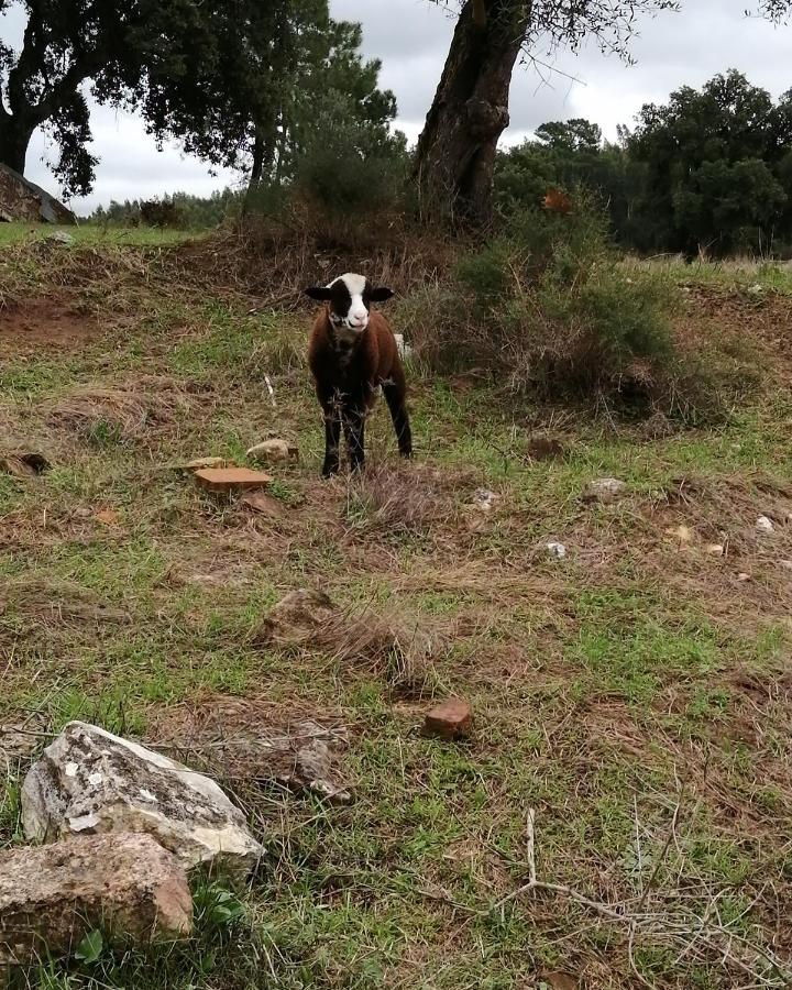 Turismo Rural Casa Da Ceu Amiais de Cima 外观 照片